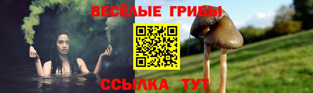 Галлюциногенные грибы Psilocybe Казань